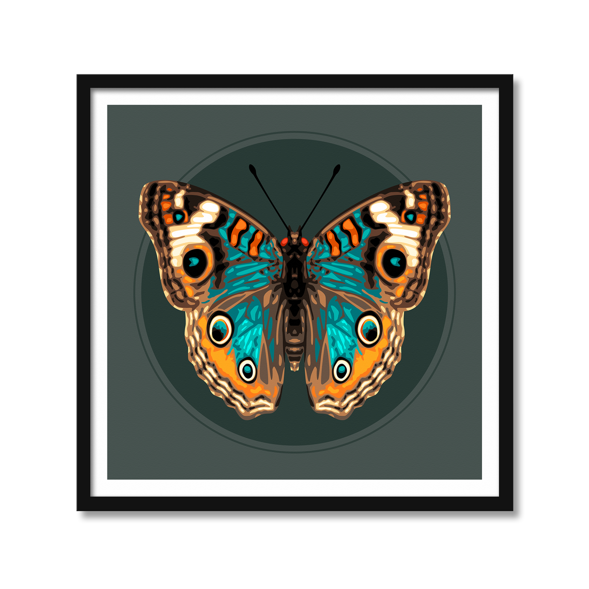 JUNONIA BUTTERFLY | Print