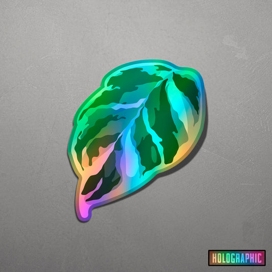 LEAF | Calathea White Fusion Sticker