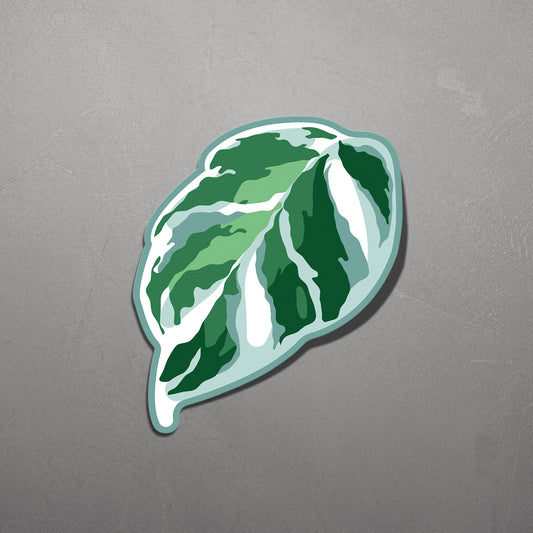 LEAF | Calathea White Fusion Sticker