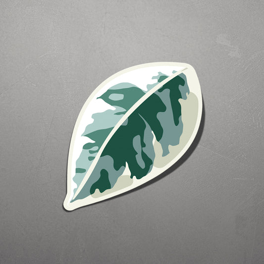 LEAF | Variegated Ficus Sticker