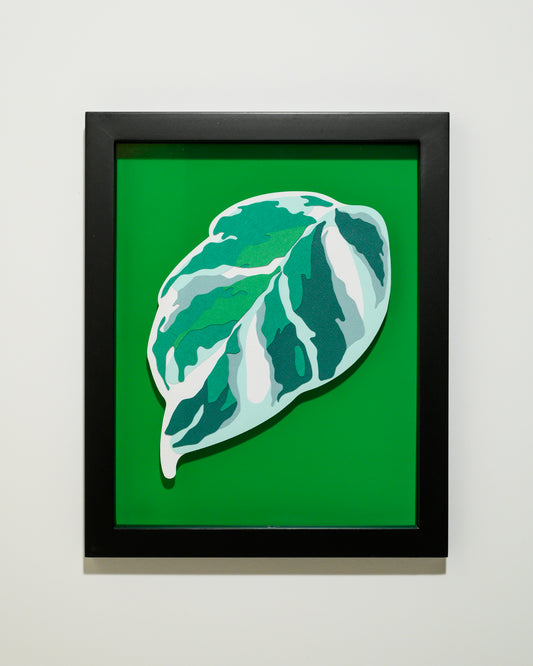 'CALATHEA WHITE FUSION' | Leaf