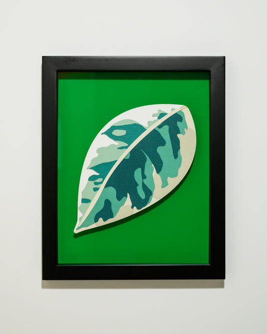 'FICUS VARIEGATED' | Leaf