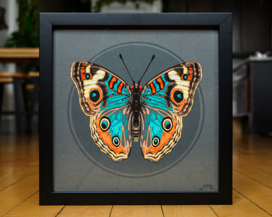 'JUNONIA' | Dark Colorway