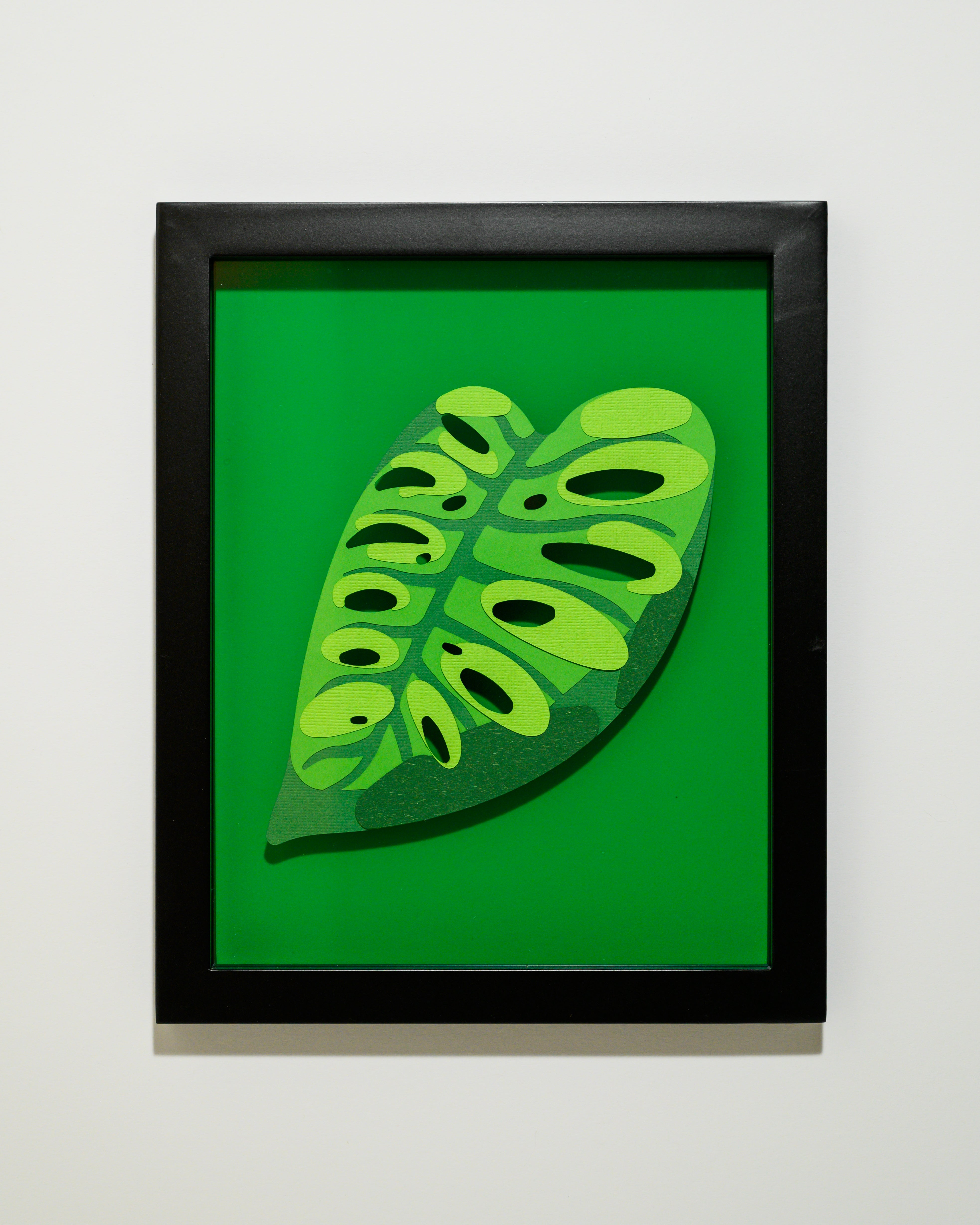 MONSTERA ACUMINATA'