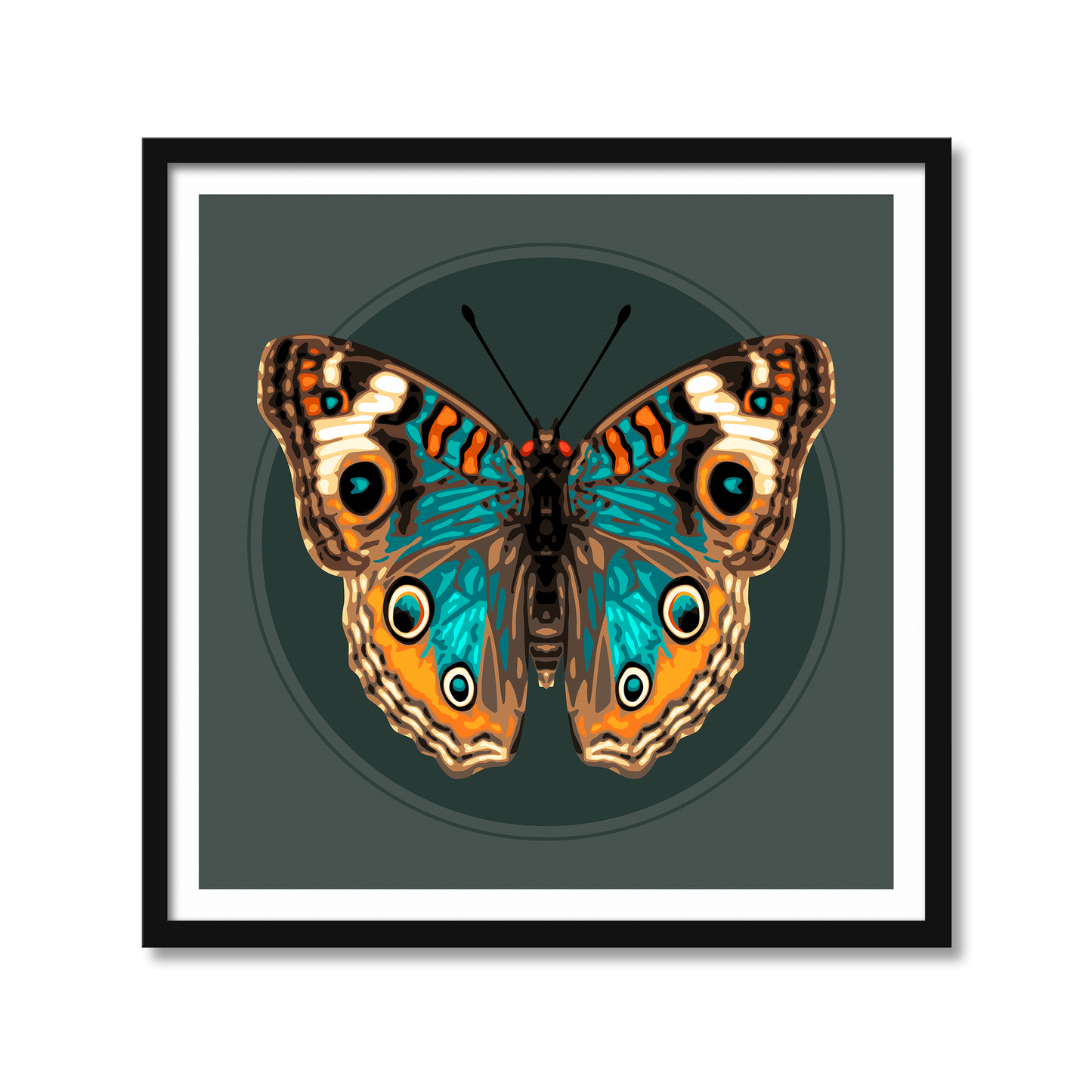 JUNONIA BUTTERFLY | Print