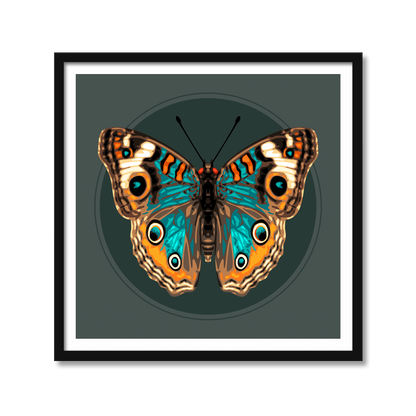 JUNONIA BUTTERFLY | Print