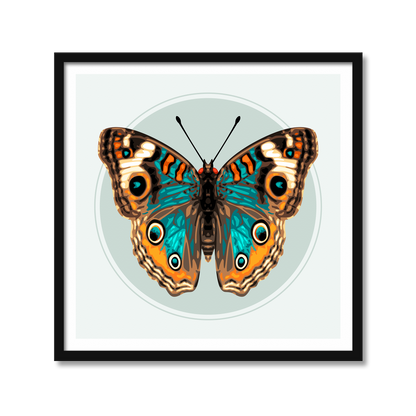 JUNONIA BUTTERFLY | Print