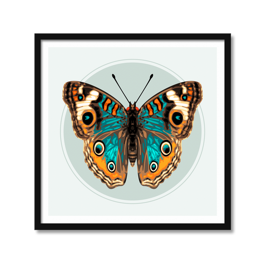 JUNONIA BUTTERFLY | Print