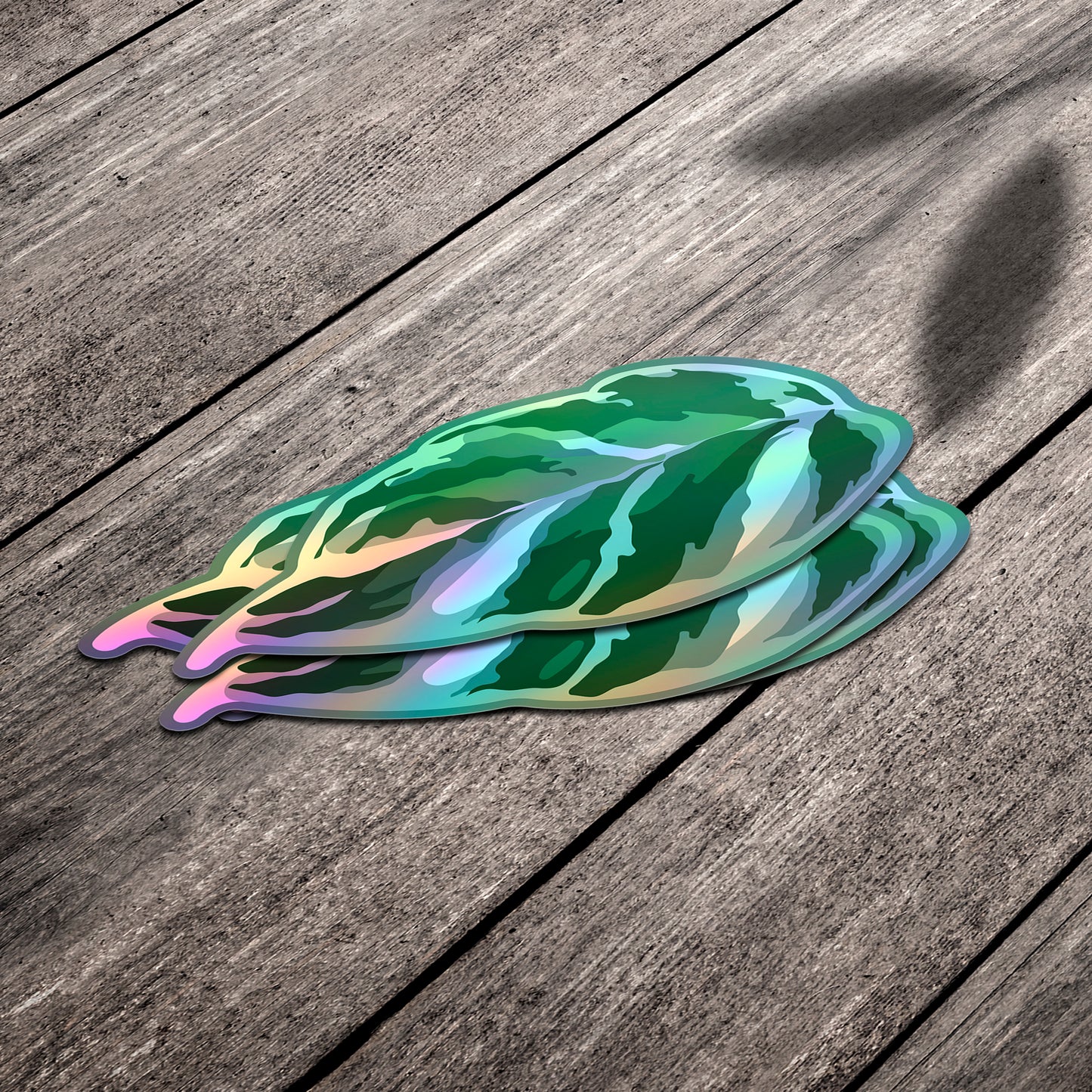 LEAF | Calathea White Fusion Sticker