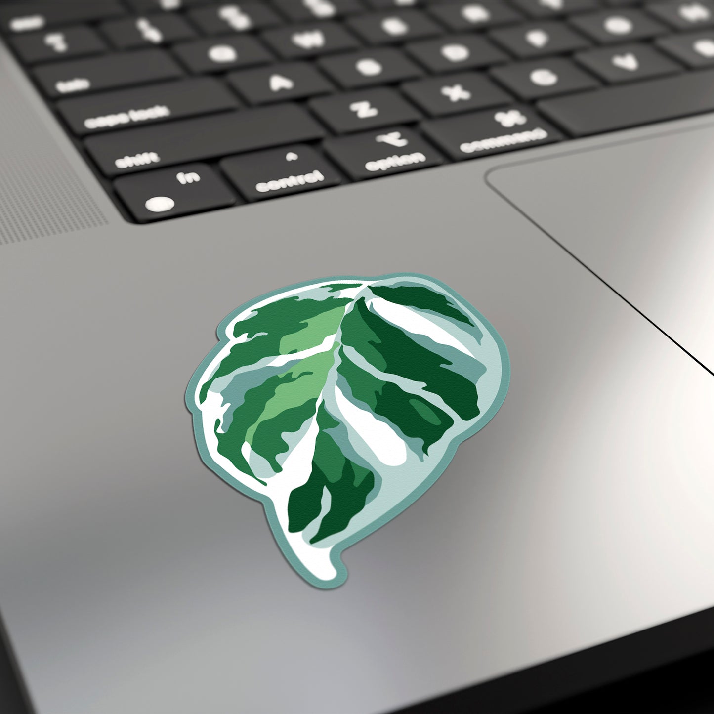 LEAF | Calathea White Fusion Sticker