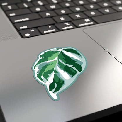 LEAF | Calathea White Fusion Sticker
