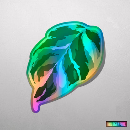 LEAF | Calathea White Fusion Sticker