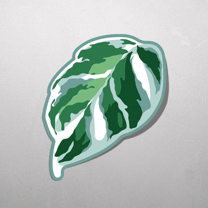 LEAF | Calathea White Fusion Sticker