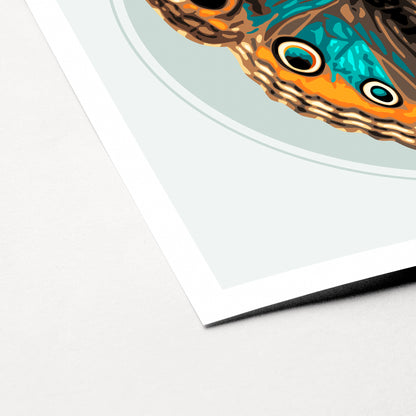 JUNONIA BUTTERFLY | Print