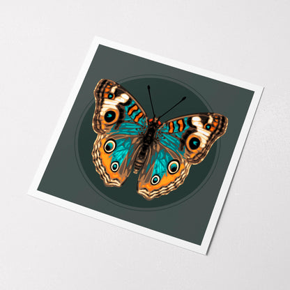 JUNONIA BUTTERFLY | Print