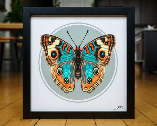 'JUNONIA' | Light Colorway