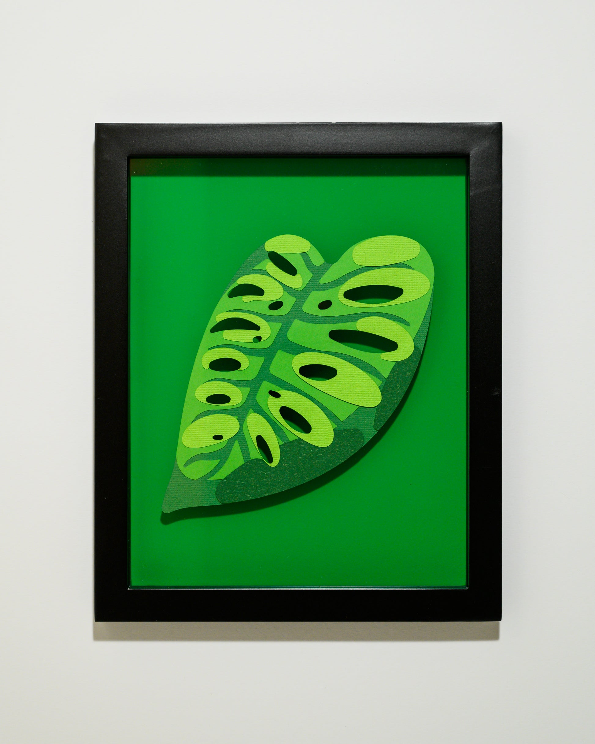 paper monstera plant MONSTERA ACUMINATA'